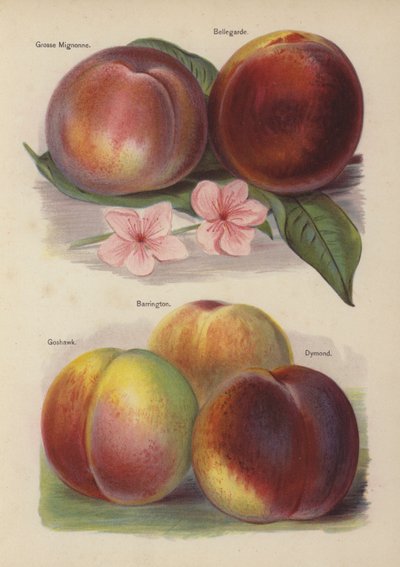Grosse Mignonne, Bellegarde, Goshawk, Barrington, Dymond - English School